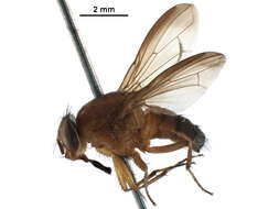 Image of Rhiniinae