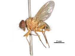 Image of Mydaeinae