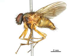 Image of Mydaeinae