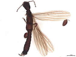 Image of Oligotomidae