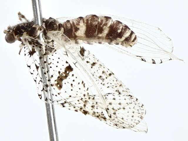 Image of moth lacewings