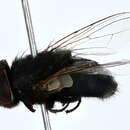 صورة Passeromyia