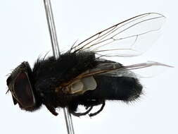 صورة Passeromyia