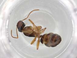 Plancia ëd Camponotus evae Forel 1910