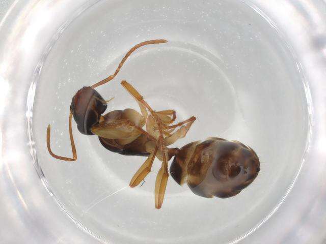 Plancia ëd Camponotus evae Forel 1910