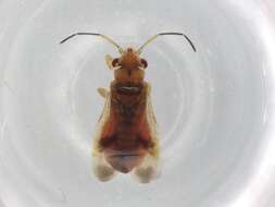 Image of bed bugs