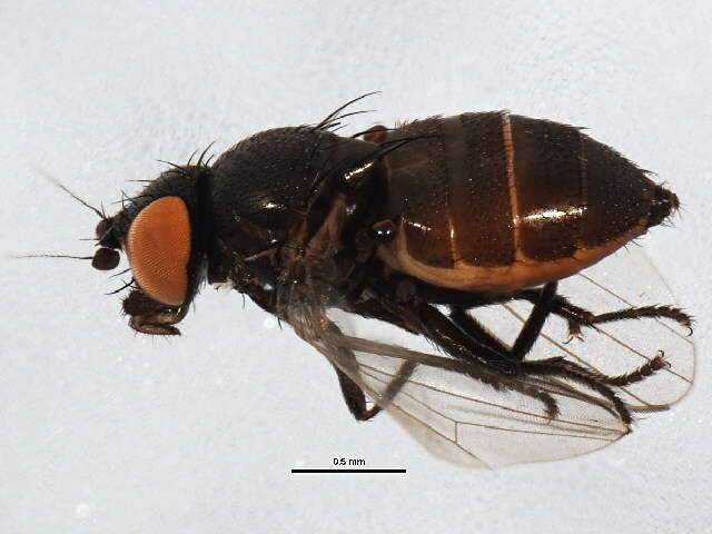 Image of Pholeomyia