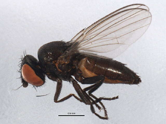 Image of Pholeomyia