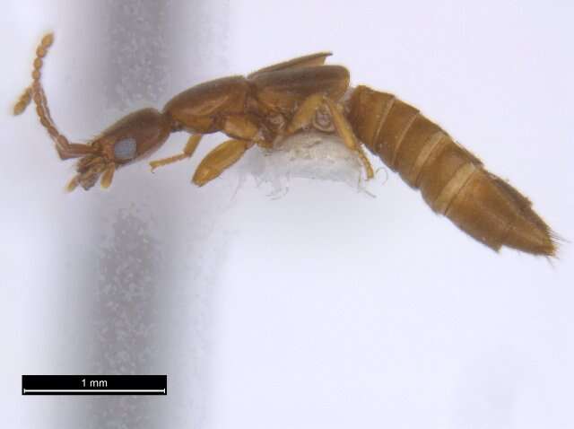 Image of Scopaeus