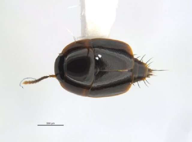 Image of Coproporus