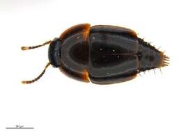 Image of Coproporus