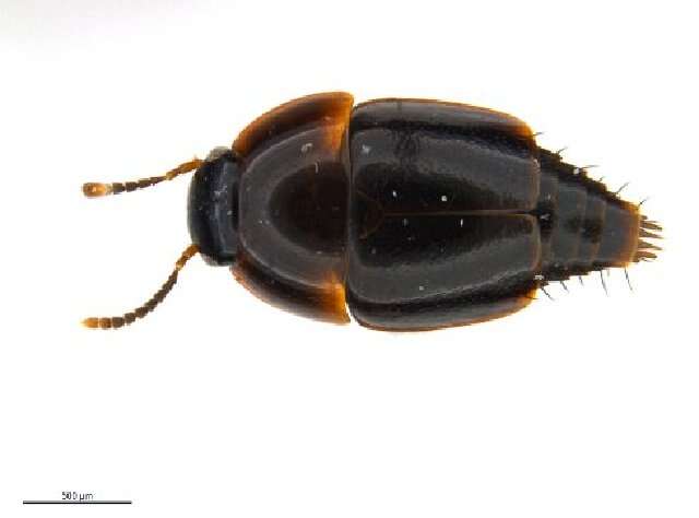 Image of Coproporus