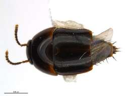 Image of Coproporus