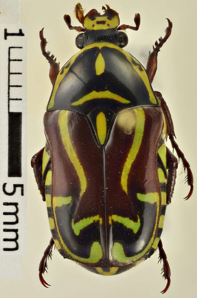 Image of flower chafers (beetles)