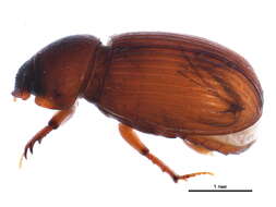 Image of Australammoecius