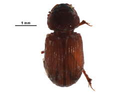 Image of Australammoecius