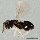 Image of Coccophaginae