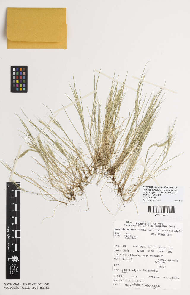 Image of fescue