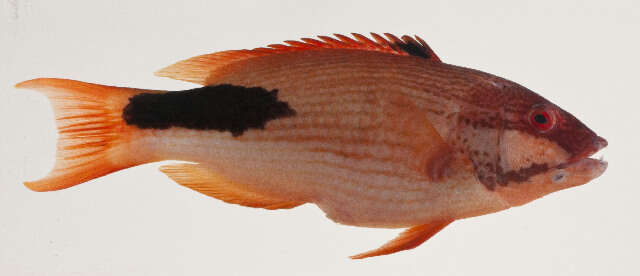 Image of wrasse