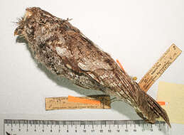 Image of Screech owl