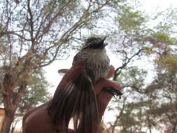 Image of Spinetails