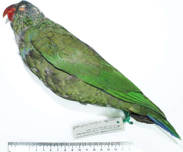 Image of Pionus Wagler 1832