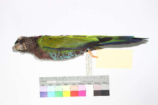 Image of parrots