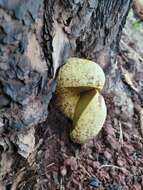 Слика од Buchwaldoboletus