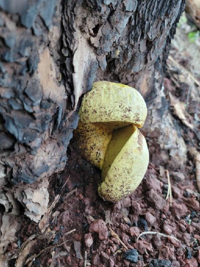 Слика од Buchwaldoboletus