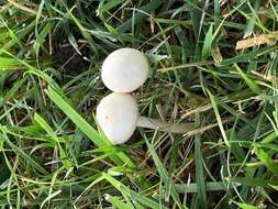 Image of Agrocybe