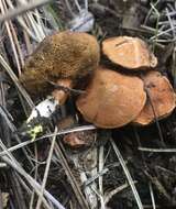 Image of Chalciporus