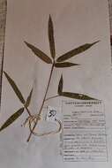 Image of bamboo