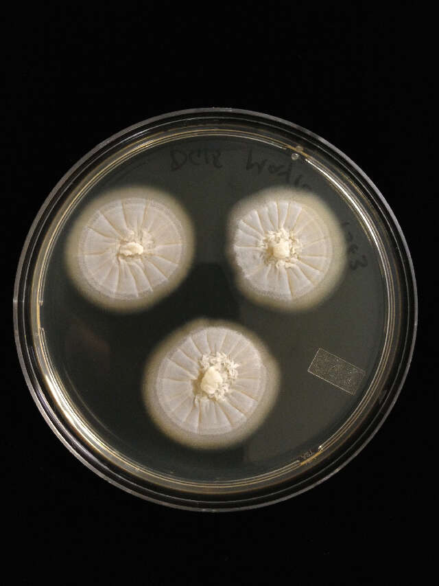 Image of Basidioascus
