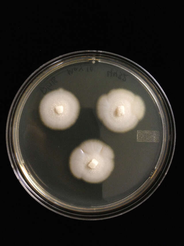 Image of Basidioascus