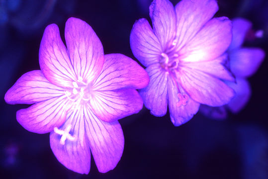 Image of Siskiyou willowherb