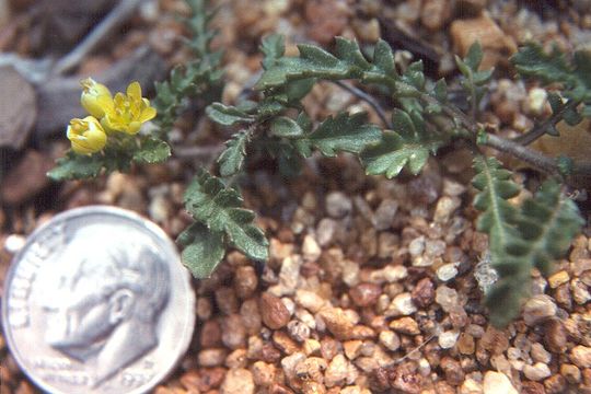 Image of Lake Tahoe yellowcress