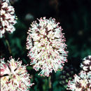 Image of rockspirea