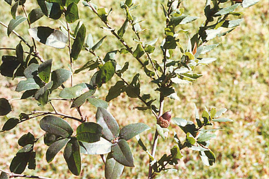 Слика од Quercus parvula var. shrevei (C. H. Mull.) Nixon