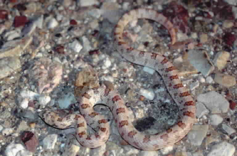 Image of Spotted Leafnose Snake