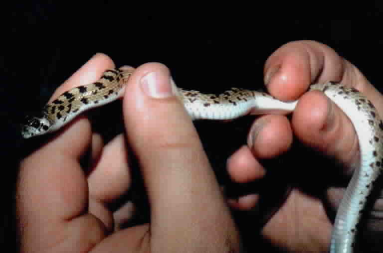 Image of Spotted Leafnose Snake