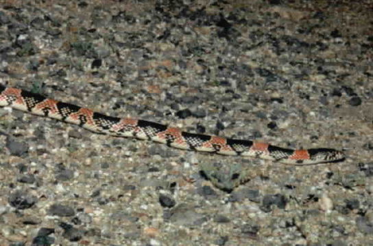 Image of Long-nosed Snake