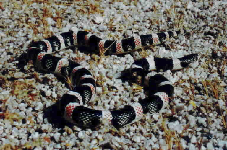 Image of Long-nosed Snake