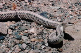 Image of Western Patch-nosed Snake