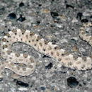 Sivun Crotalus cerastes Hallowell 1854 kuva