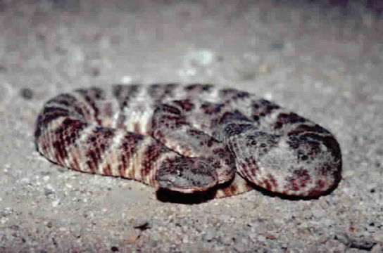 Image of Speckled Rattlesnake