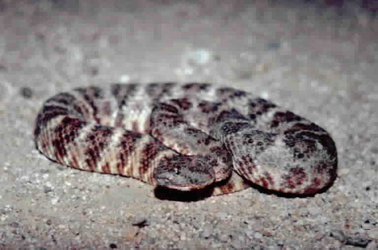 صورة Crotalus mitchellii (Cope 1861)