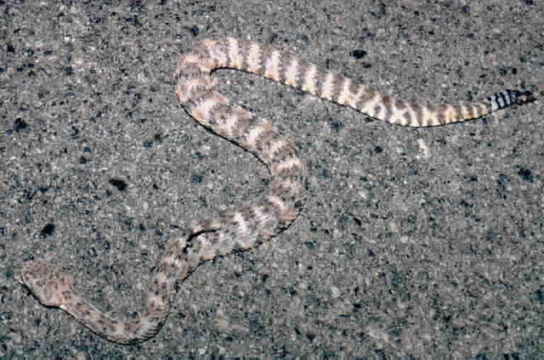 Image of Speckled Rattlesnake