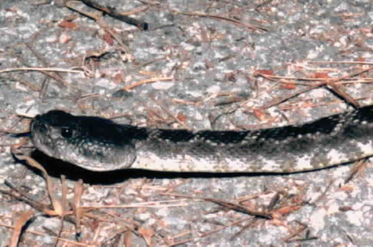 Image of Northern Pacific Rattlesnake