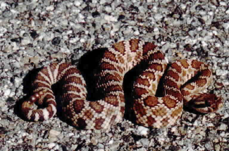 Image of Northern Pacific Rattlesnake