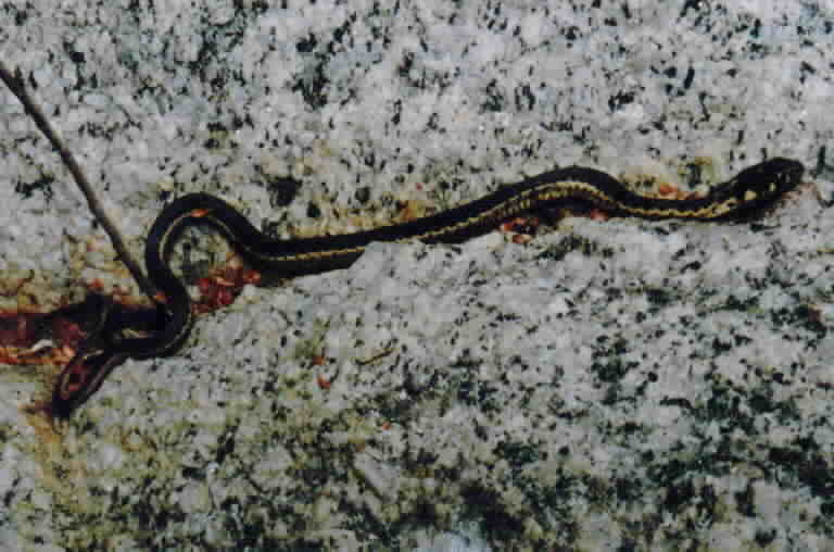 Image of Sierra Gartersnake